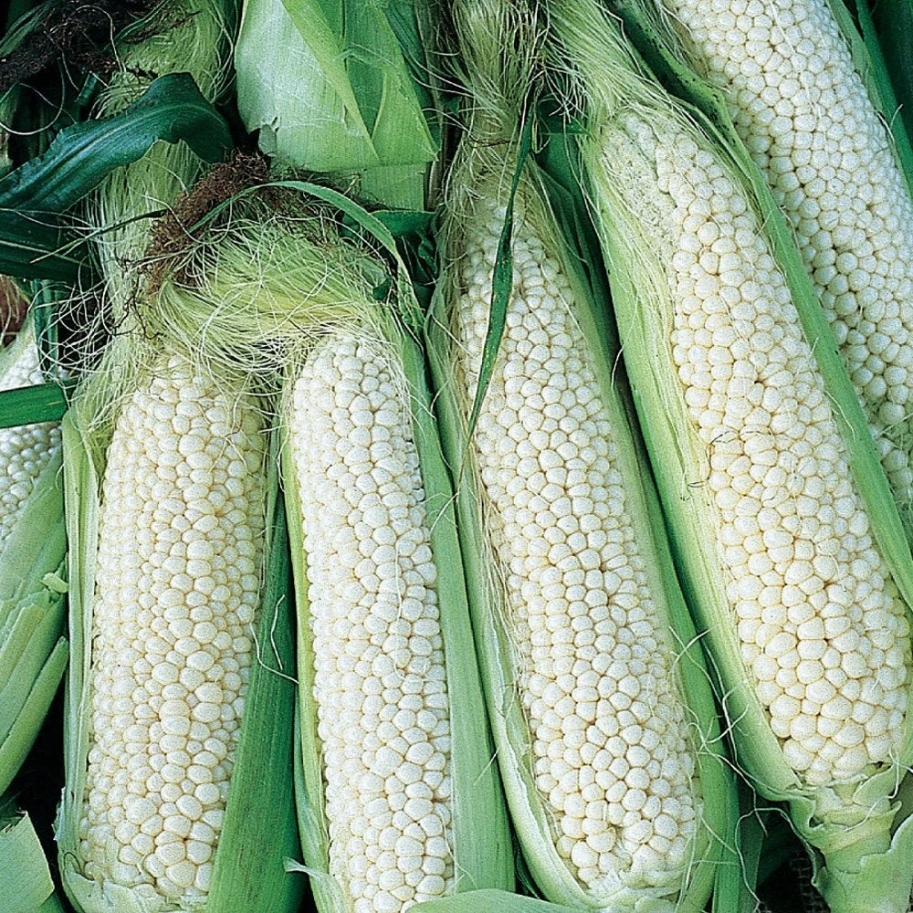Country Gentleman White Corn Seeds 25 Ct Heirloom Sweet Vegetable Garden Seeds Zea mays