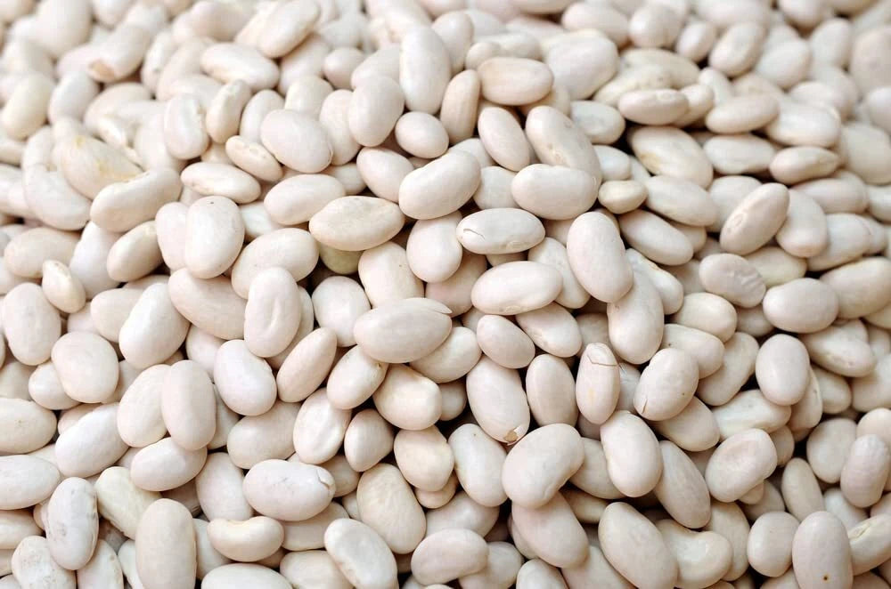 Navy Bean Seeds for Planting 50 Seeds - White Kidney Bean (Phaseolus vulgaris)