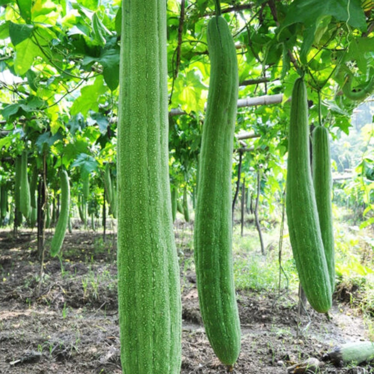 30pcs Non-GMO Luffa Gourd Seeds - Super Long Loofah Sponge Seeds - Ideal for Gardening (Luffa aegyptiaca)