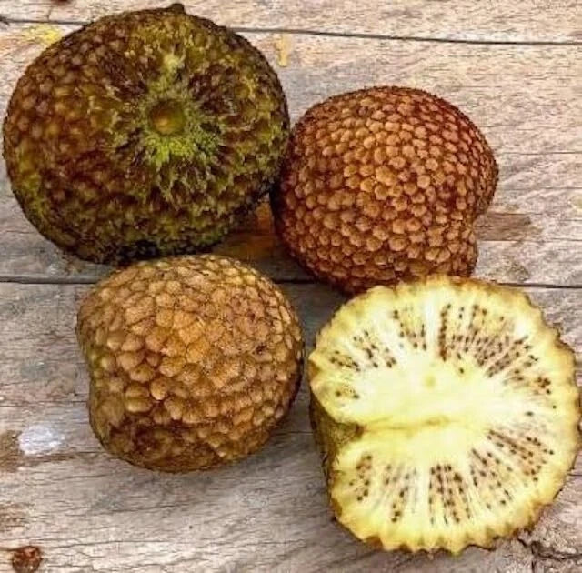 30 Ndea Tree Seeds - Nauclea xanthoxylon - Tropical Tree Seeds - Hardy, Fast-Growing, Exotic Planting Seeds