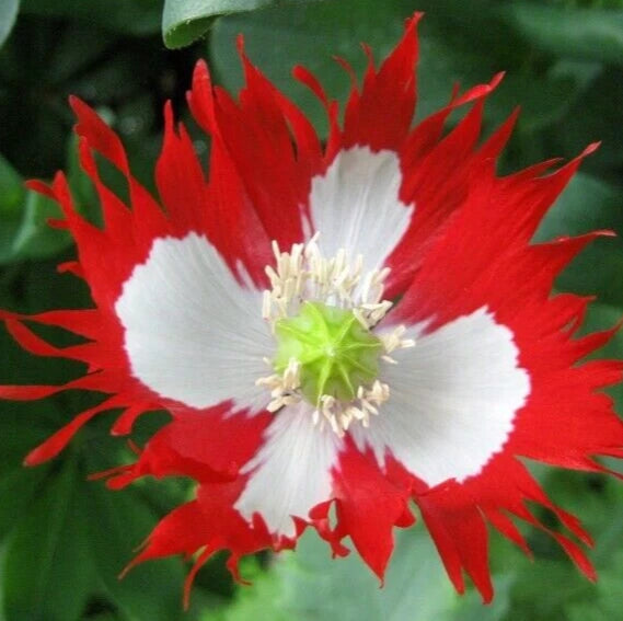 Danish Flag Poppy Seeds 500+ Red White Annual Flower Papaver somniferum