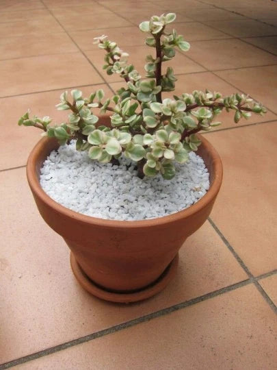 6 Cuttings Afra Variegated Elephant Bush - Portulacaria afra Variegata - Succulent Plant Cuttings for Home Decor
