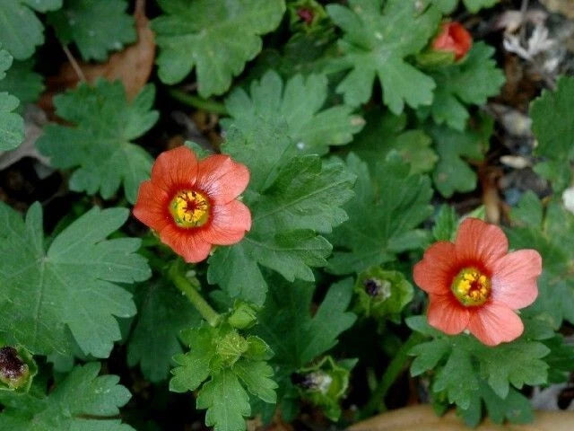 Carolina Bristle Mallow Seeds - 100+ Pack, Growncover Herb, Modiola caroliniana, Native Wildflower Seeds