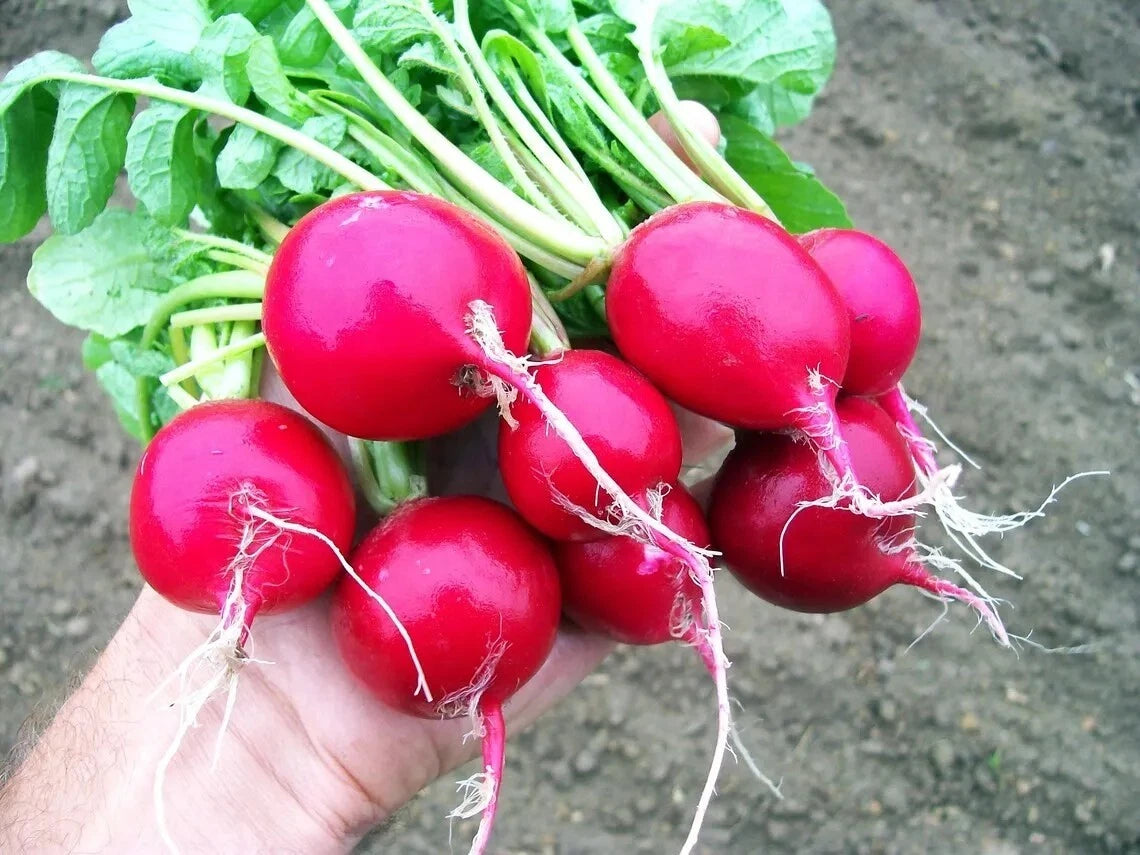 Cherry Belle Radish Seeds - 100 Heirloom Organic Non-GMO Seeds - Fresh Vegetable Gardening Supplies