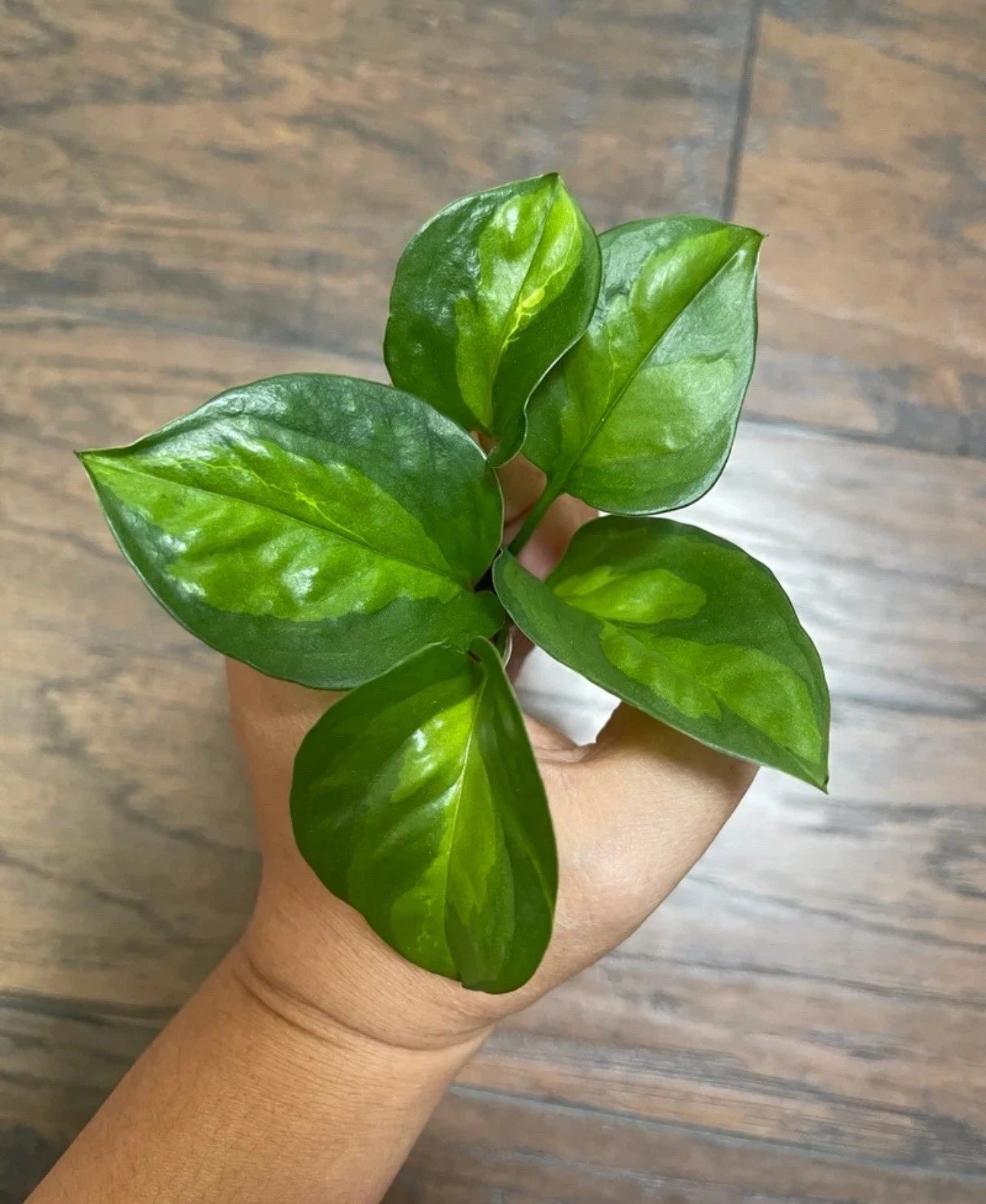 Global Green Pothos Cuttings (x5) - Epipremnum aureum