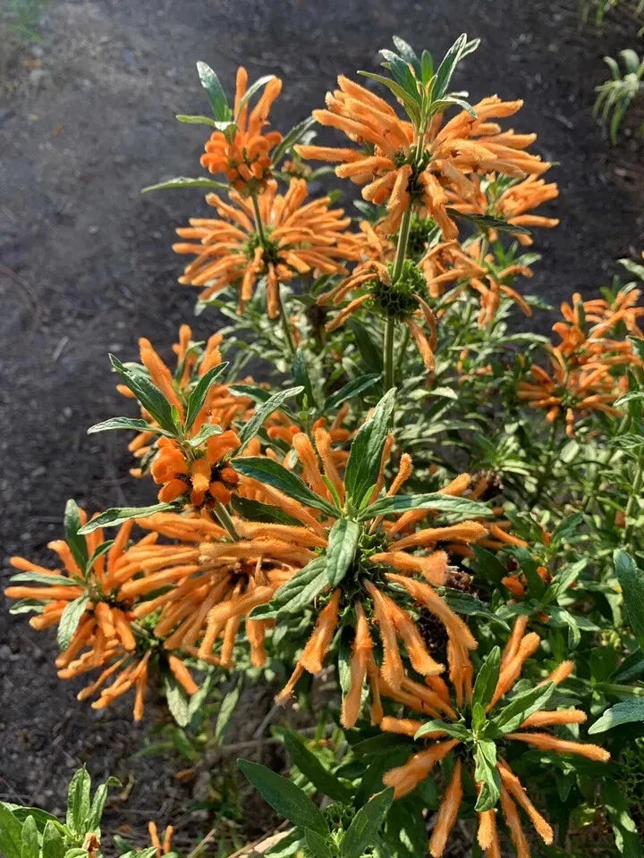 Lion's Ear Seeds - 50 Pack - Leonotis Leonurus - Wild Dagga - 2024 Harvest - USA Grown