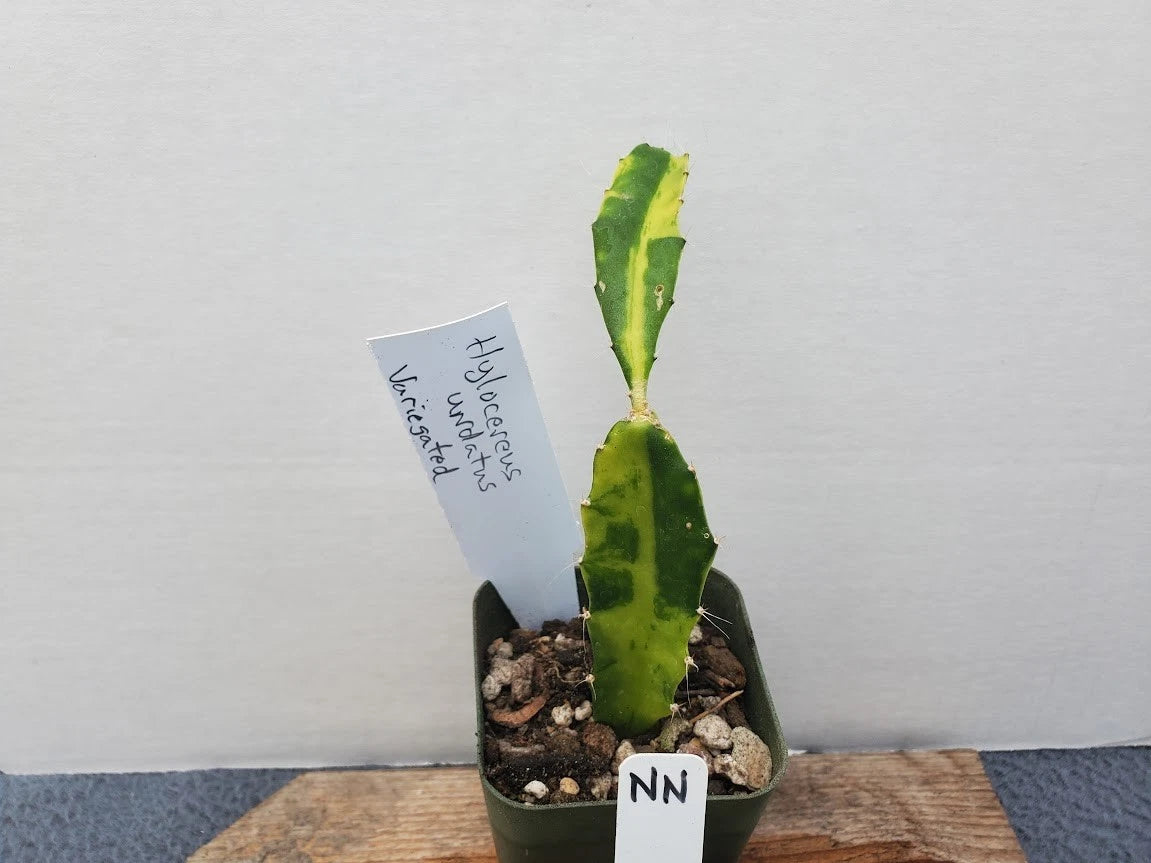 Variegated Hylocereus undatus - Dragon Fruit Cactus Plant - Unique Color  Variety
