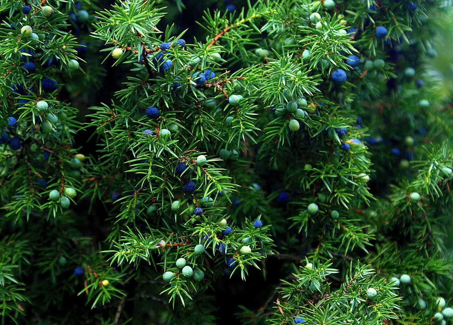 Juniper Seeds - 5+ Medicinal Seeds - One Seed Sacred Tree - Juniperus monosperma - Evergreen