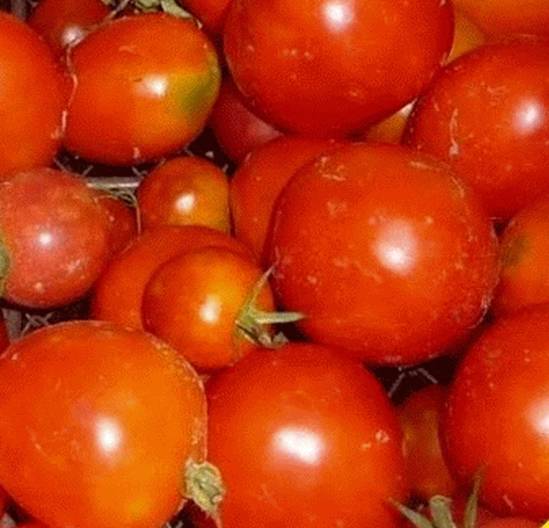 Siberian Tomato Seeds 100+ Pack - Determinate Variety for Vegetable Garden - Solanum lycopersicum