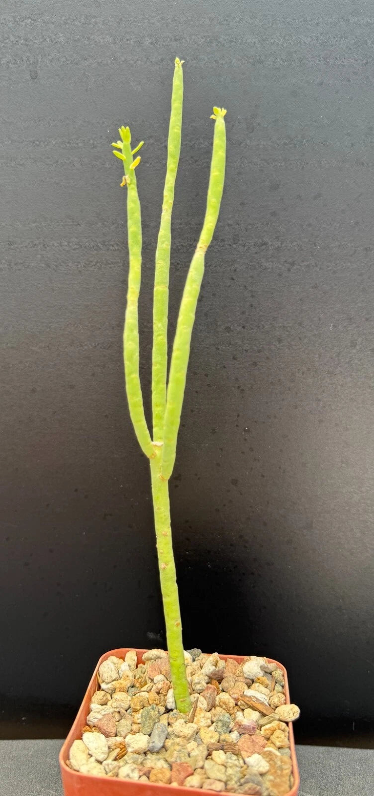milk plant succulent Euphorbia Mauritanica Pencil Milk Bush - Rare Succulent Plant
