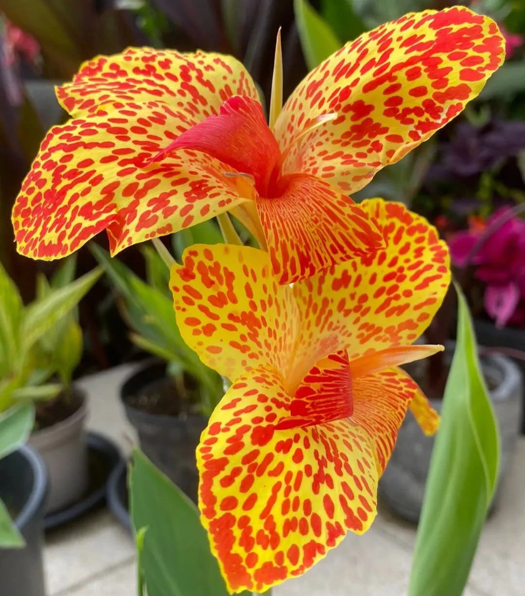 Canna Lily Bulb - Gold Leopard Variety - Rhizomes - Tropical Perennial Plant (Canna indica)