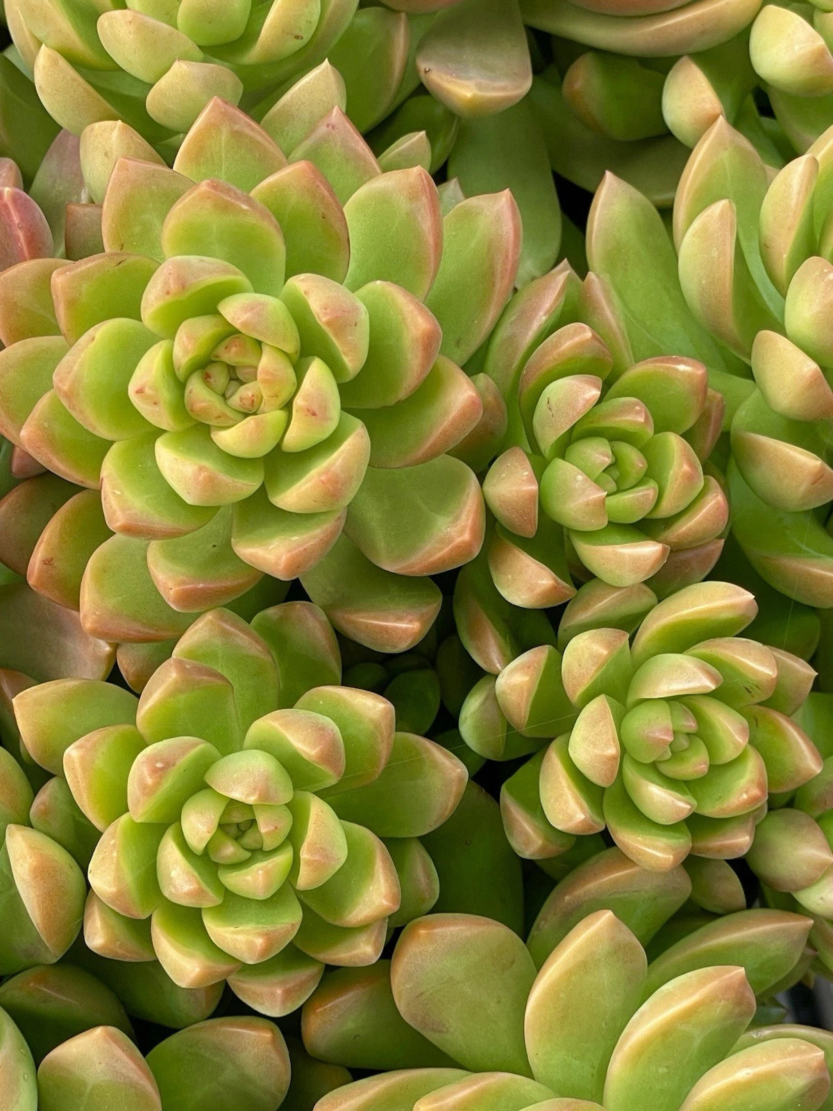 succulent golden glow Sedum Adolphi Golden Glow 2-Inch Live Succulent Cutting | Rare, Healthy, Easy Care