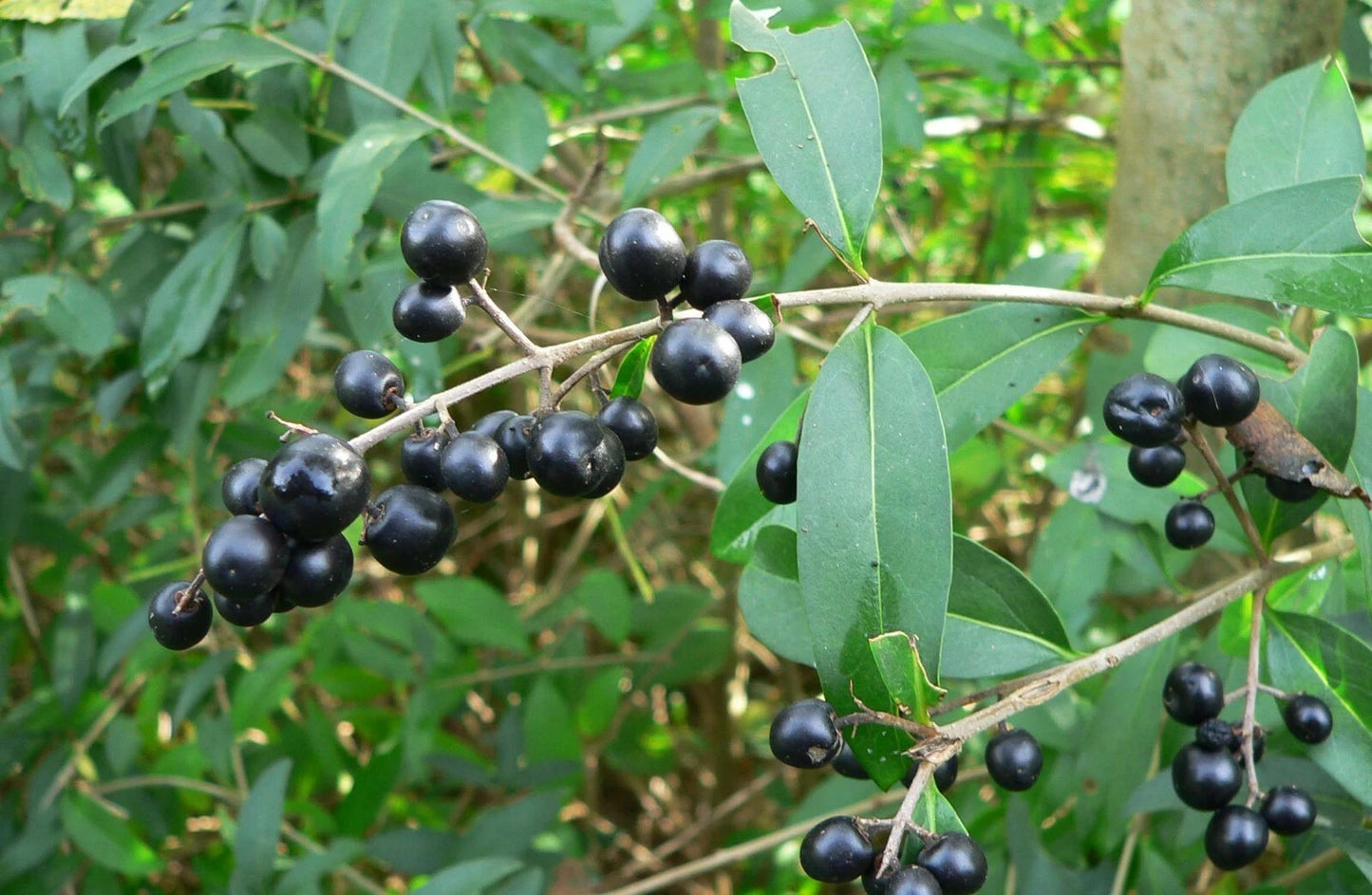 Common Privet Seeds, 20 Pack, European Privet, Ligustrum vulgare, Fast-Growing Hedge Plant for Privacy and Landscaping