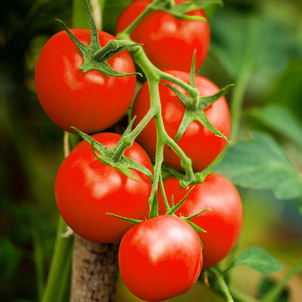 Moneymaker Vine Tomato Seeds | Indeterminate Cordon Stake Variety | Solanum lycopersicum | 2025 Planting