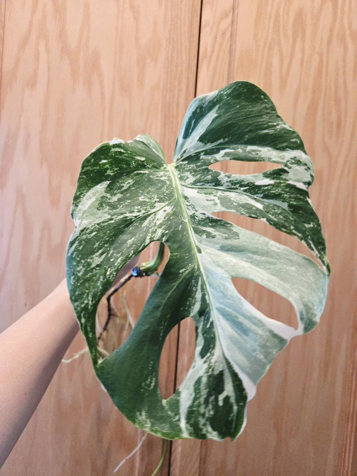 Monstera Albo Variegated Plant - Rooted Cutting - Rare Houseplant