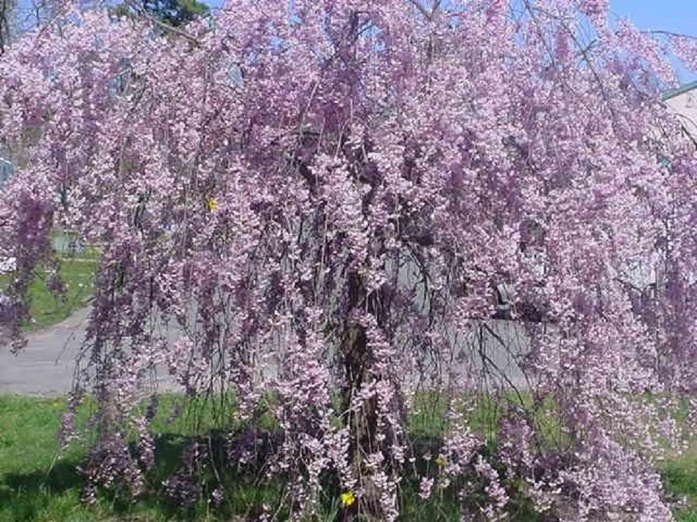 Purple Willow Seeds - Weeping Flower Variety - Giant Landscape Plant - Salix purpurea - 5 Seeds for Garden