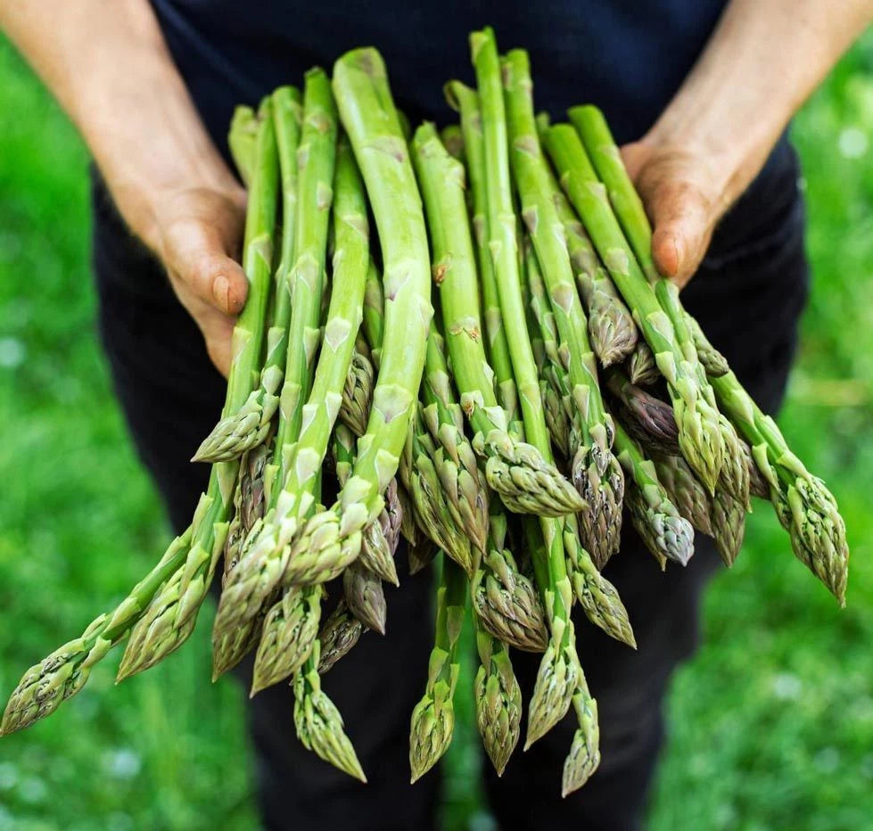 Asparagus Seeds 1000+ Count Mary Washington Non-GMO Heirloom Organic Asparagus officinalis