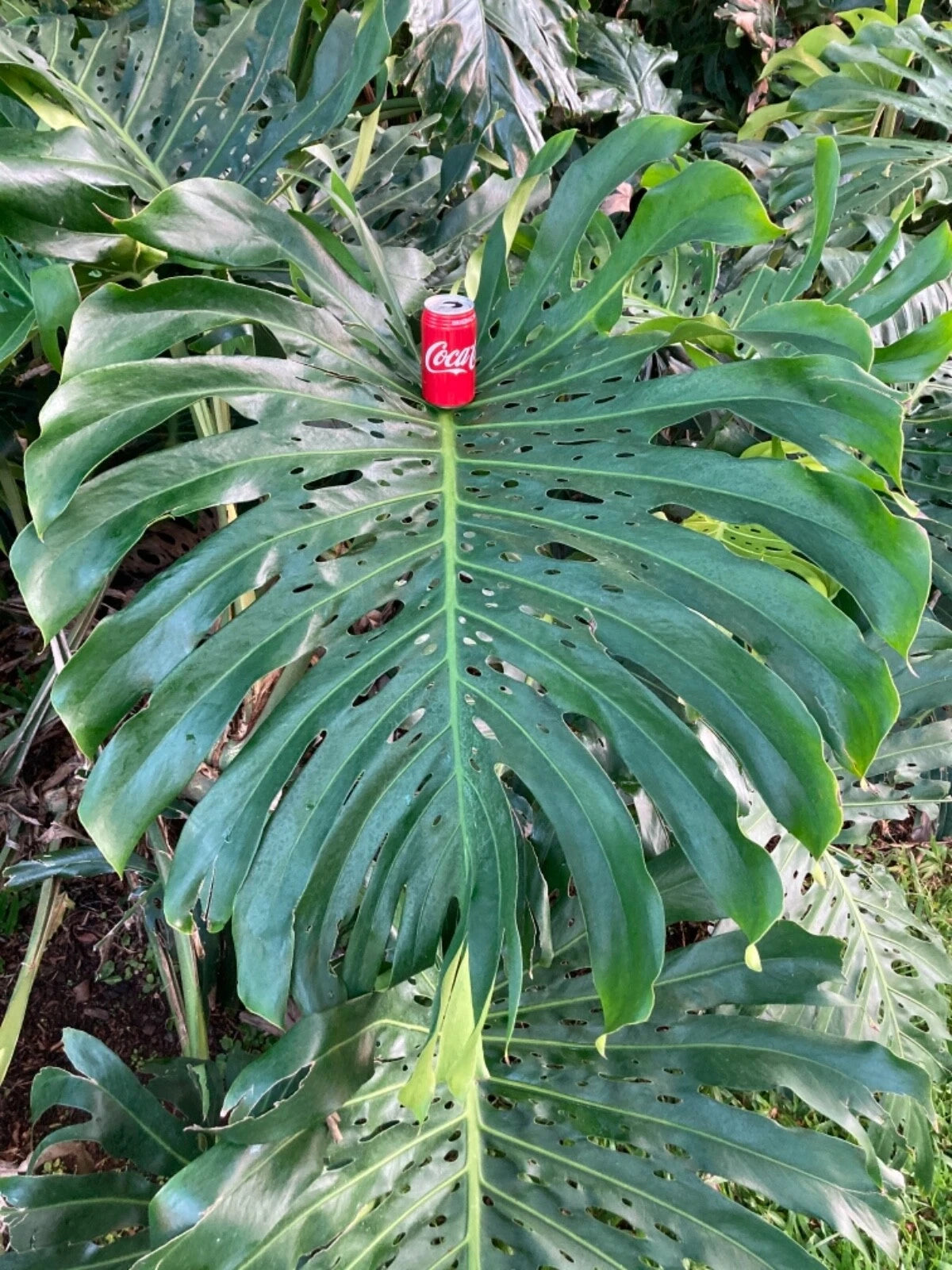 monstera deliciosa cuttings Monstera Deliciosa Cuttings 10