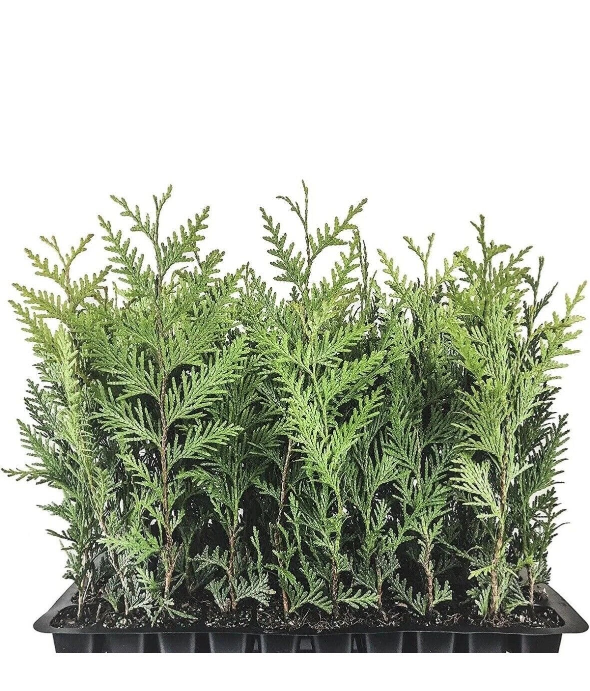 Emerald Green Arborvitae Trees - 5 Starter Plants, Thuja occidentalis 'Emerald Green', Landscape Privacy Shrubs, 10-15 ft Height