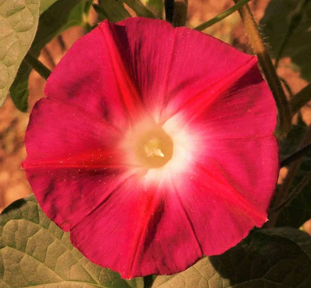 morning glory scarlet o'hara seeds Morning Glory Seeds - Scarlett O'Hara Variety - Non-GMO for 2025 Planting