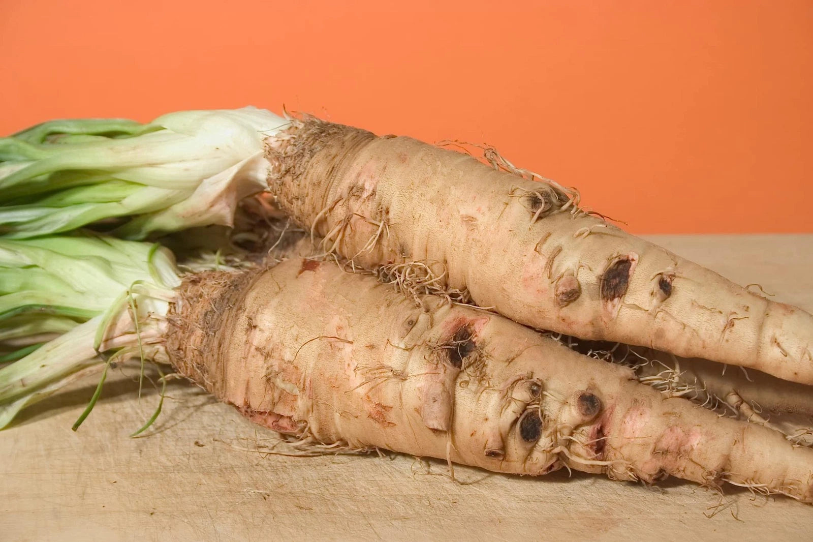 Salsify Seeds - Sandwich Island Variety (100 Seeds)
