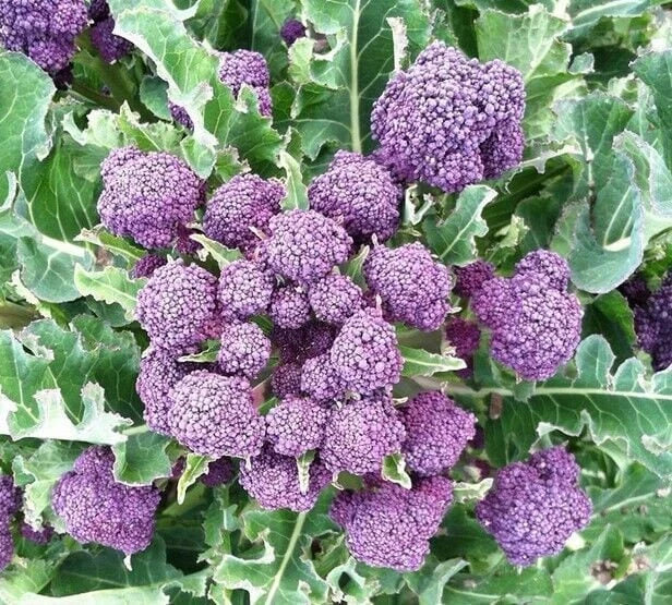 Heirloom Purple Sprouting Broccoli Seeds - Non-GMO, Garden Variety, Tracking Included, Brassica oleracea