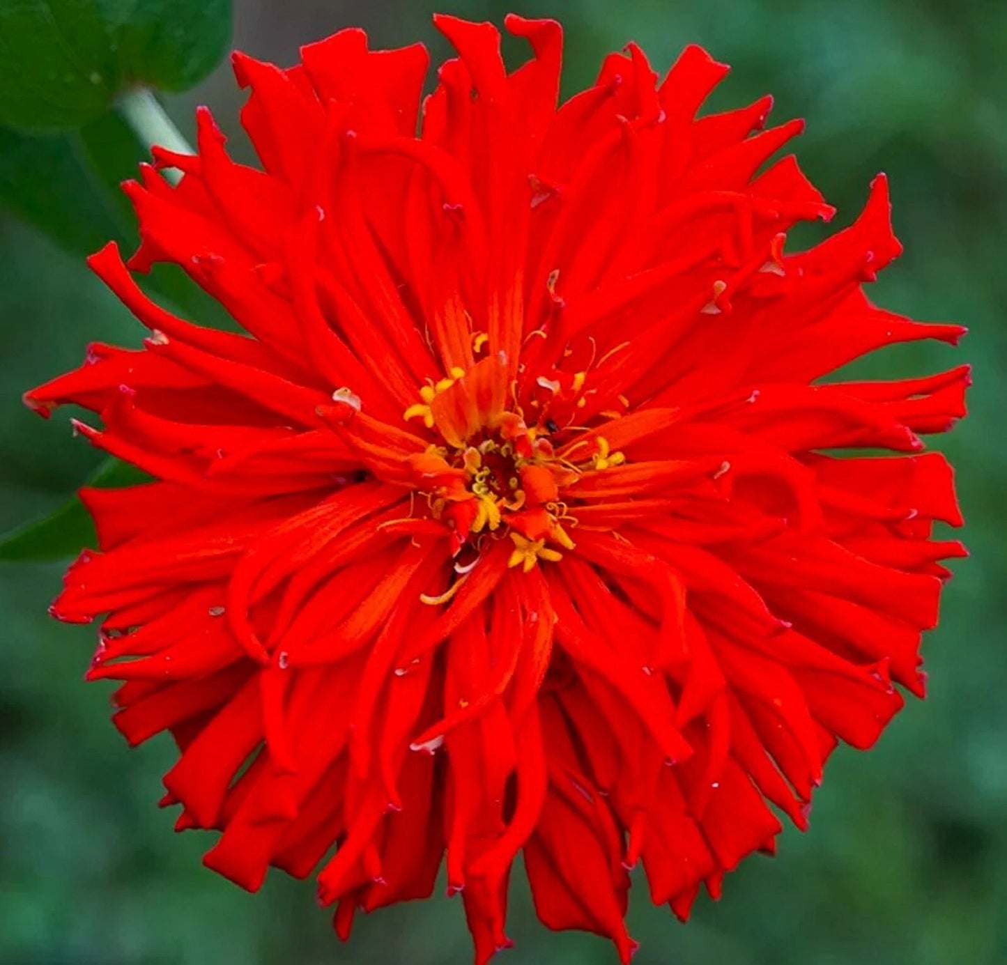 Red Giant Cactus Zinnia Seeds - 100+ Seeds - Zinnia elegans - Vibrant Red Flowers, Easy to Grow