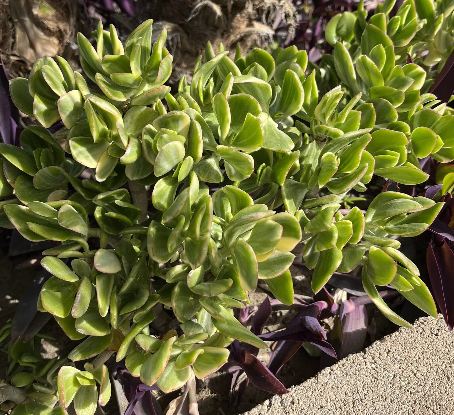 5 Cuttings Crassula Ovata Variegated Jade Lemon Lime Tri-Color Succulent Plant