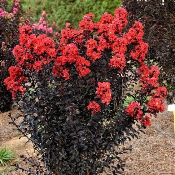 Sunset Magic Cape Myrtle Seeds - 20 Perennial Flower Seeds ...