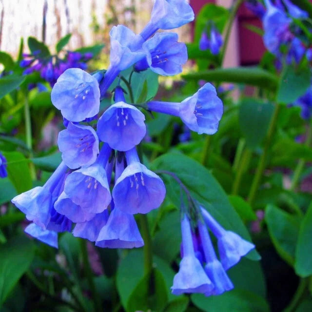 Virginia Bluebell Root Systems - 12 Pack, Bell Shaped Flowers, Convallaria majalis, Perennial Garden Plants