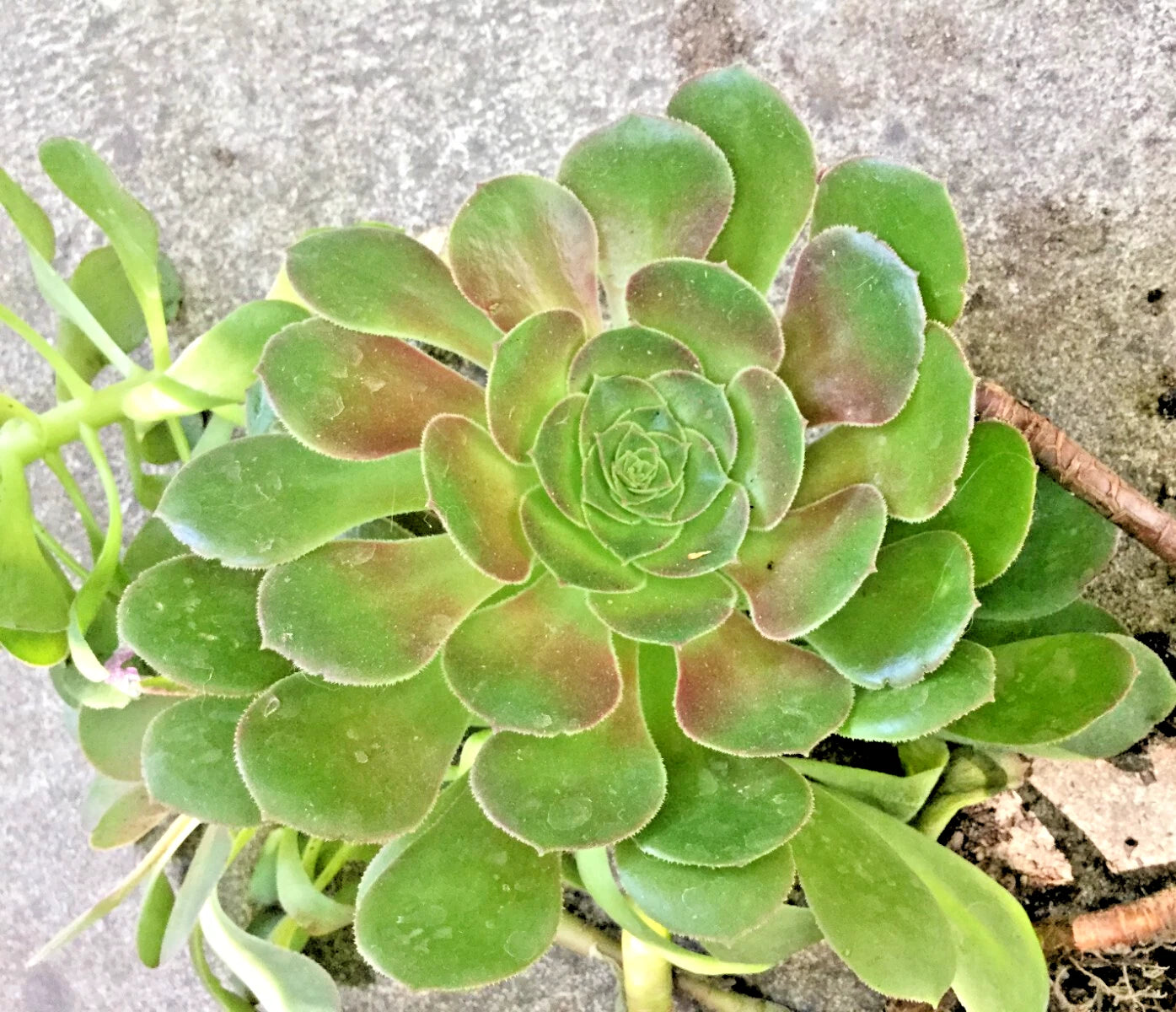 stalk succulent Aeonium Undulatum Succulent 12-14" Tall Stalked Variety 4-5" Wide Root – Jayme Garden