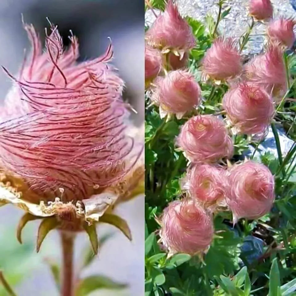 iowa wildflower seeds Prairie Smoke Seeds - 10 Pack - Rare Native Wildflower