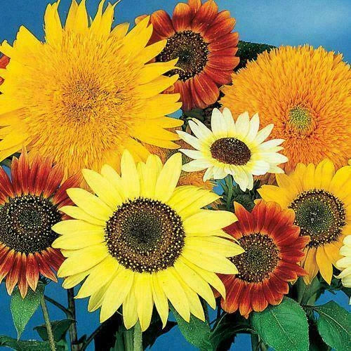 Bulk Sunflower Seeds Mix - 7 Varieties, Non-GMO - Beautiful Blooms for Garden Planting