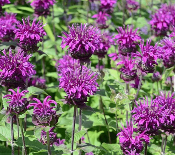 Bee Balm Seeds - 200 Non-GMO Purple Bergamot Monarda media - Perennial Plant Attracts Bees