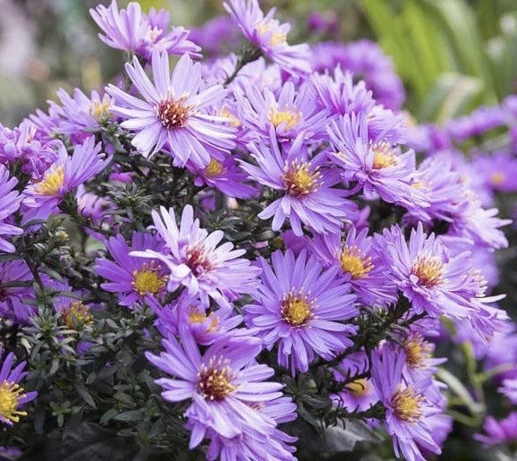 New England Aster Seeds 500 Seeds Perennial Aster novae-angliae - USA