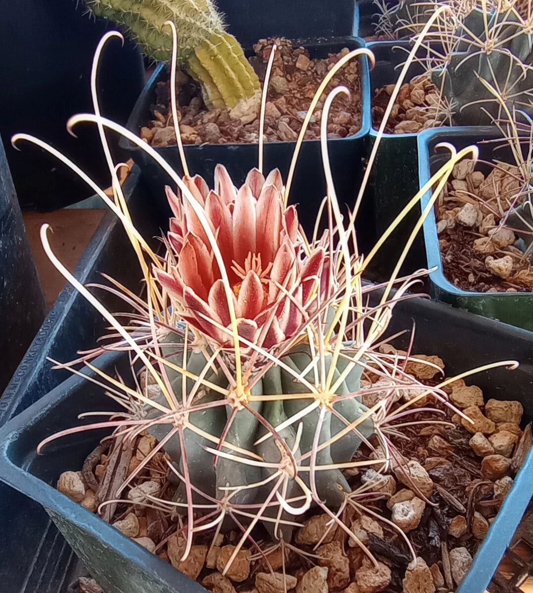 succulent mini cactus Mini Cactus Plant - Sclerocactus uncinatus wrightii - Cold Hardy with Long Hook Spines