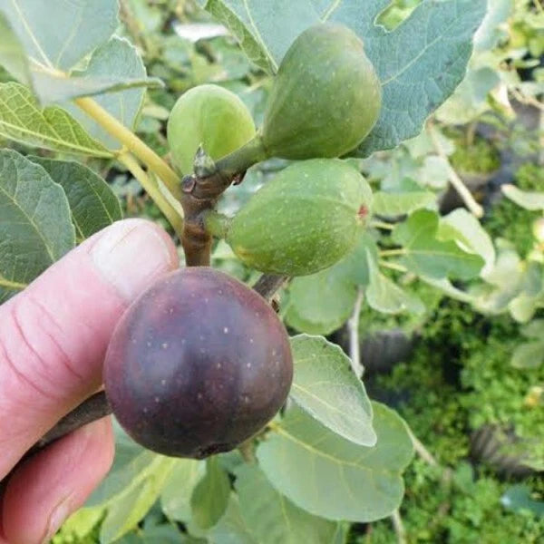 LSU Purple Fig Plant - Live Potted Fig Tree - Self-Pollinating - Ideal for Zones 7-10 - Ficus carica