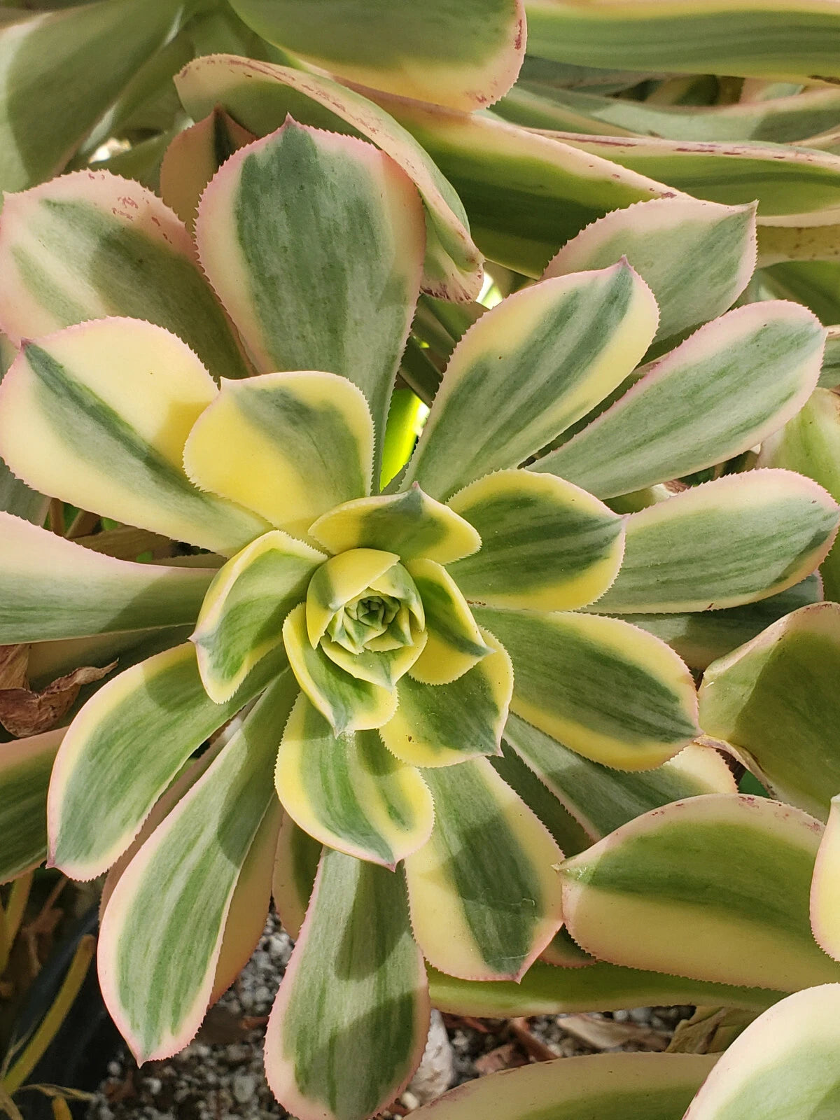 Aeonium Sunburst Plant - 4" Potted Succulent - Beautiful Variegated Leaves - Indoor/Outdoor Decor - Unique Houseplant