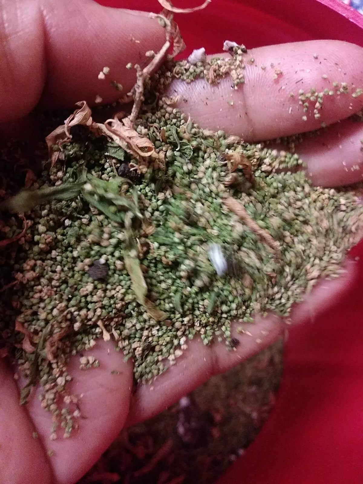 epazote seeds for planting Organic Epazote Seeds 1 Gram - Chenopodium Paico - Over 5,000 Seeds
