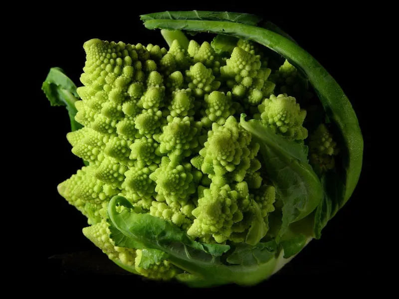 Broccoli Seeds - 100 Count - Romanesco Variety - Unusual Conical Shape - GroCo USA