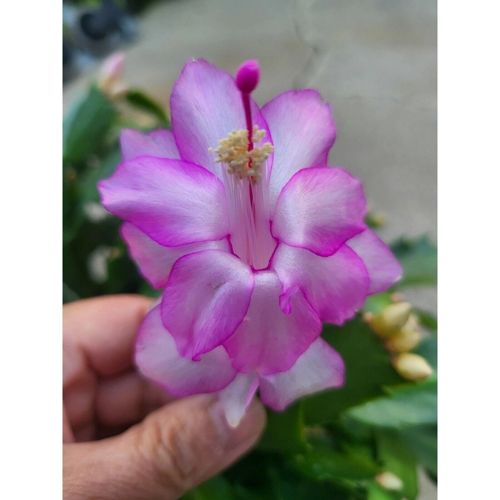 Cuttings 5x Pandora Schlumbergera Truncata Jungle Holiday Cactus Zygoc –  Jayme Garden