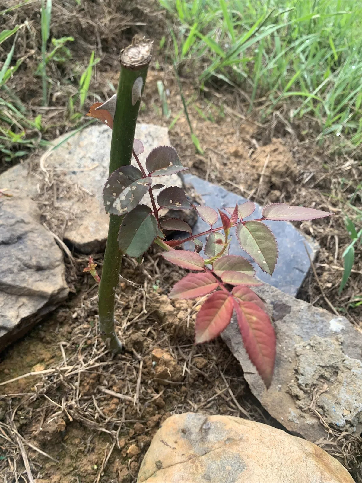 Cherry Red Rose Cuttings 7 Inch - Easy to Root - Rosa spp.
