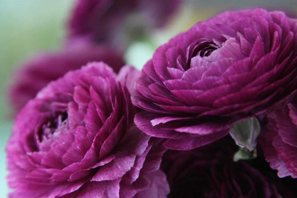 Ranunculus Bulbs for Planting - Buttercup Flower - Garden & Container Use - Ranunculus asiaticus