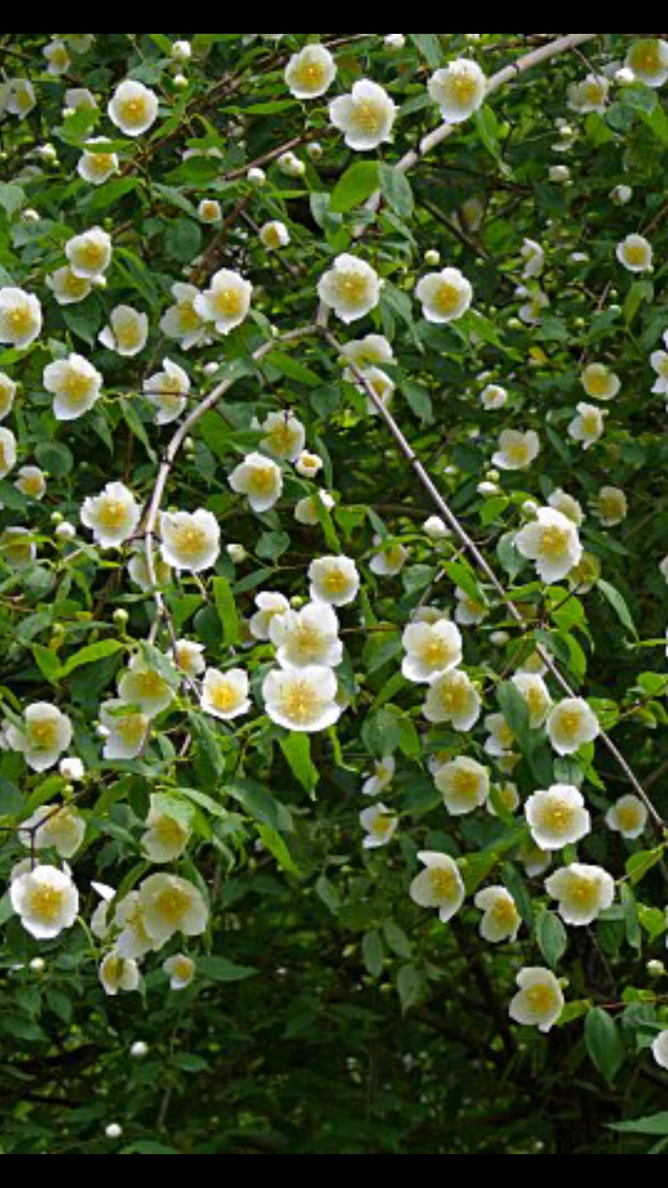 Scentless Mock Orange Cuttings 6-8