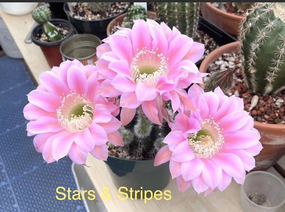 Echinopsis Johnson Hybrids Stars & Stripes Cactus Succulent