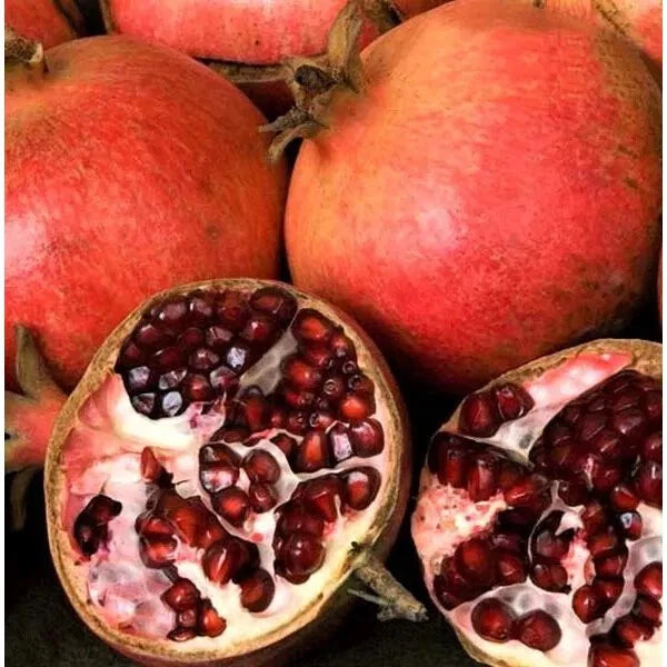 Punica Granatum Pomegranate 7 Live 6" Tree Cuttings Red Pink Multicolor Leaves Organic Perennial Fast-Growing