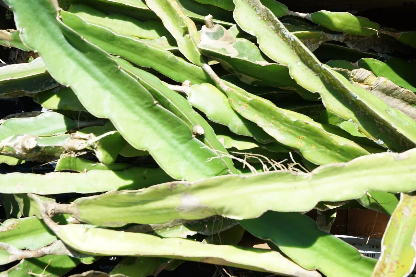 Cereus Cactus Orchid Cuttings 6''-12'' Night Blooming Epiphyllum Oxypetalum 4 Pack