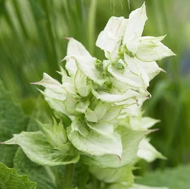 Clary Sage Flower Seeds 100 Count - White Swan Variety (Salvia sclarea) for Planting