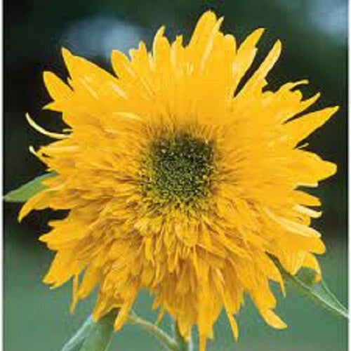 Double Quick Sunflower Seeds - 25 Pack - Perennial Blooming Flowers - Helianthus annuus