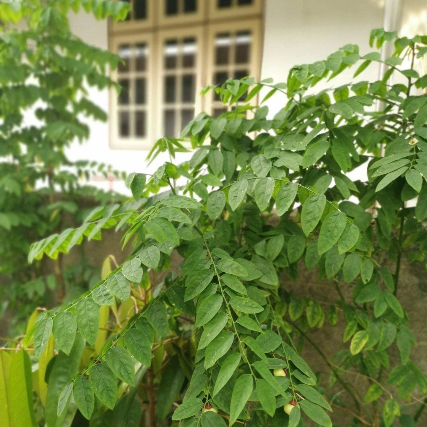 Katuk Live Plant - Sweetleaf Bush - Sauropus androgynus - Edible Foliage for Gardens and Landscaping